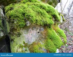 Attēlu rezultāti vaicājumam “Anomodon longifolius”