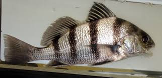 Image result for Moxostoma carinatum