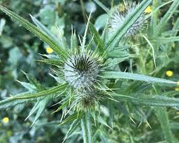 Attēlu rezultāti vaicājumam “Cirsium vulgare”