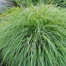 Attēlu rezultāti vaicājumam “Carex montana”