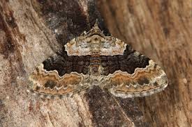 Attēlu rezultāti vaicājumam “Xanthorhoe quadrifasiata”