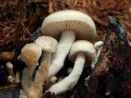 Attēlu rezultāti vaicājumam “Asterophora lycoperdoides”