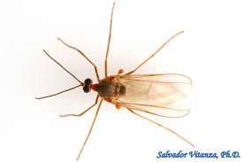 Attēlu rezultāti vaicājumam “Cecidomyiidae”