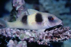 Image result for Parupeneus trifasciatus