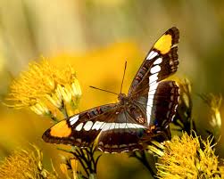 Attēlu rezultāti vaicājumam “Vanessa cardui upperside”
