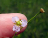 Attēlu rezultāti vaicājumam “Alisma lanceolatum”