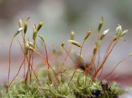 Attēlu rezultāti vaicājumam “Hypnum pallescens”