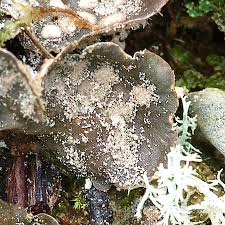 Attēlu rezultāti vaicājumam “Peltigera extenuata”