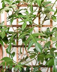 Attēlu rezultāti vaicājumam “Araceae”