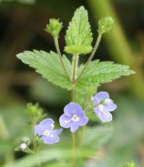 Image result for Veronica chamaedrys