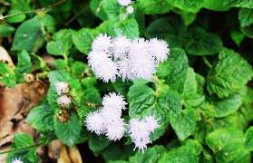 Image result for Ageratum conyzoides