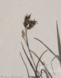 Attēlu rezultāti vaicājumam “Carex capillaris”