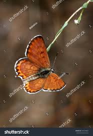 Attēlu rezultāti vaicājumam “Lycaeniinae”