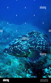 Image result for Mycteroperca rubra