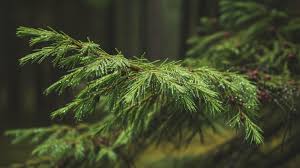 Attēlu rezultāti vaicājumam “Larix”