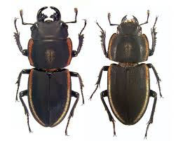 Attēlu rezultāti vaicājumam “Lucanidae”