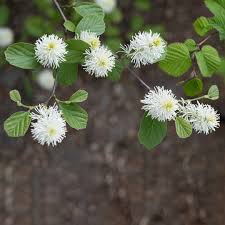 Attēlu rezultāti vaicājumam “Juglans mandshurica female flower”