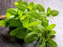 Attēlu rezultāti vaicājumam “Melissa officinalis leaf”