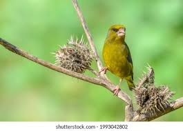 Attēlu rezultāti vaicājumam “Chloris chloris male”