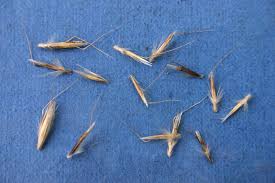 Attēlu rezultāti vaicājumam “Helictotrichon pubescens”