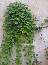 Image result for Ipomoea purpurea
