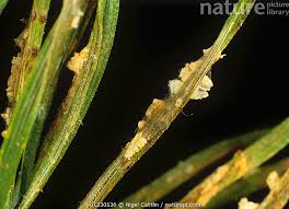 Attēlu rezultāti vaicājumam “Coleosporium sp.”