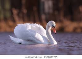 Image result for Cygnus olor