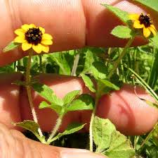 Image result for Sanvitalia procumbens