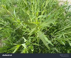 Attēlu rezultāti vaicājumam “Lepidium latifolium”