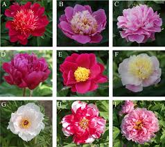 Attēlu rezultāti vaicājumam “Paeonia lactiflora”