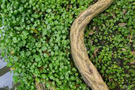 Attēlu rezultāti vaicājumam “Hydrocotyle vulgaris leaf”