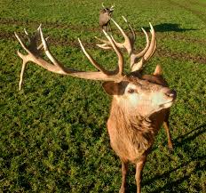 Attēlu rezultāti vaicājumam “Cervus elaphus”