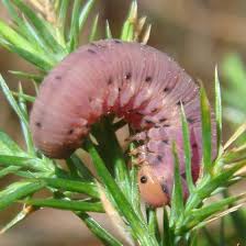 Attēlu rezultāti vaicājumam “Phronia sp. larva”