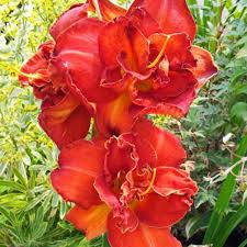 Image result for Hemerocallis `Moses Fire`