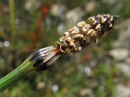 Attēlu rezultāti vaicājumam “Equisetum variegatum”