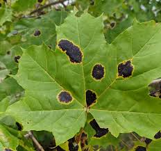 Attēlu rezultāti vaicājumam “Rhytisma acerinum”