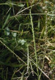Attēlu rezultāti vaicājumam “Digitaria ischaemum leaf”