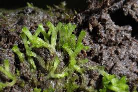 Attēlu rezultāti vaicājumam “Riccia canaliculata”