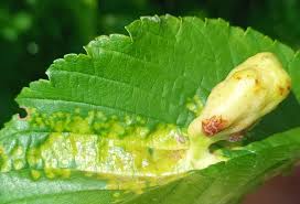 Attēlu rezultāti vaicājumam “Tetraneura ulmi”