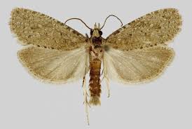 Attēlu rezultāti vaicājumam “Epiblema grandaevana”