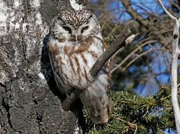 Attēlu rezultāti vaicājumam “Aegolius funereus adult”