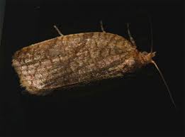 Attēlu rezultāti vaicājumam “Aphelia viburniana”