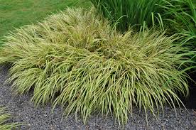 Attēlu rezultāti vaicājumam “Carex elata flower”