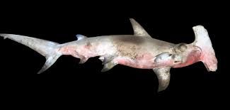 Image result for Sphyrna mokarran