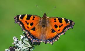 Attēlu rezultāti vaicājumam “Nymphalis xanthomelas upperside”