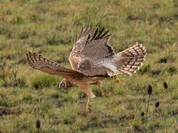 Image result for Cheltenham and County Harriers