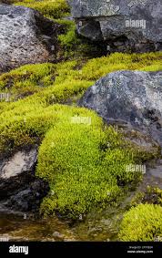 Attēlu rezultāti vaicājumam “Pohlia wahlenbergii sporophyte”