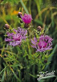 Attēlu rezultāti vaicājumam “Centaurea scabiosa fruit”