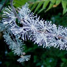 Attēlu rezultāti vaicājumam “Actaea spicata leaf”