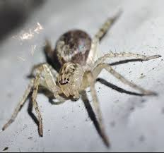 Attēlu rezultāti vaicājumam “Anyphaena accentuata”